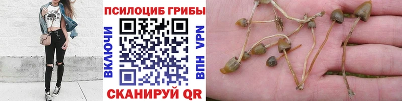 даркнет сайт  Шатура  Псилоцибиновые грибы GOLDEN TEACHER 